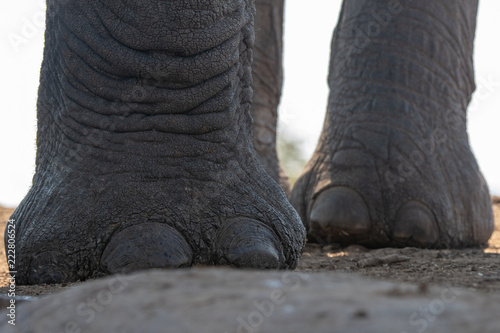 Close up of feet of African elephant (Loxodonta africana) taken from underground hide at ground level.