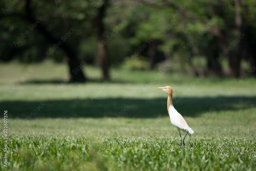 Obraz premium white egret searching food in park