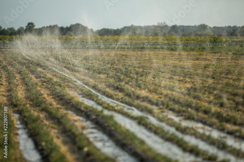 Watering the field