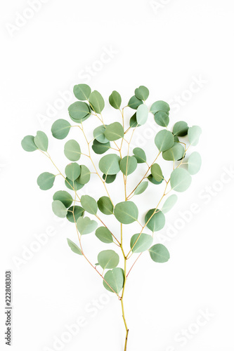 Obraz na plátně green branch eucalyptus populus on white background