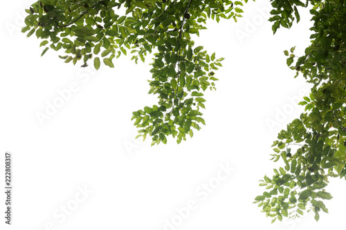 tree branch and green leaf silhouette photography   white background