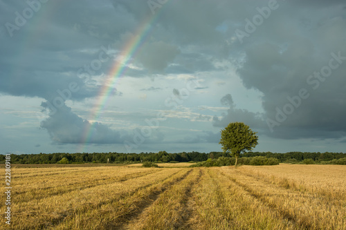 Tree on the field and rainbow on a cloudy sky