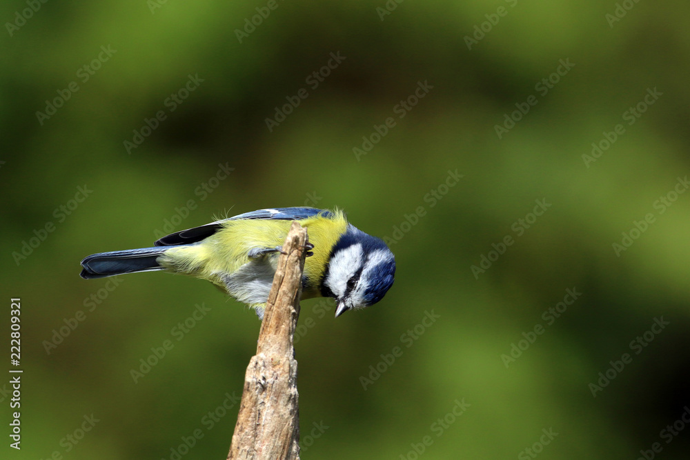 Fototapeta premium Modraszka spoglądająca w dół