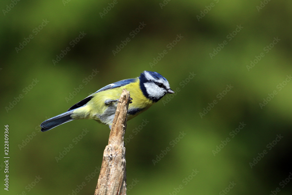 Obraz premium Modraszka siedząca na złamanej gałęzi