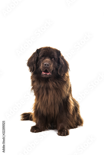Fototapeta Naklejka Na Ścianę i Meble -  Big brown New Foundland dog sitting looking at the camera isolated on a white background