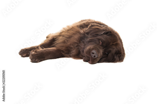 Big brown New Foundland dog lying down looking at the camera isolated on a white background photo