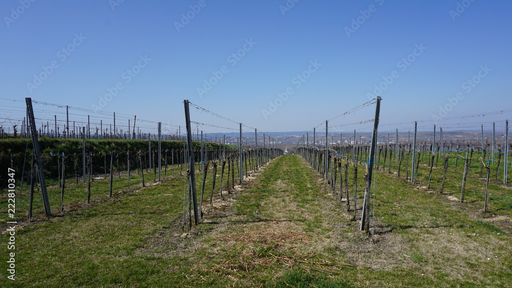 Fototapeta premium Wachau Donau Niederösterreich Österreich Marillen und Wein