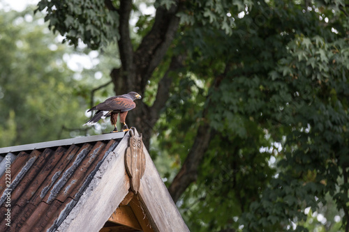 Adler auf einem Dach