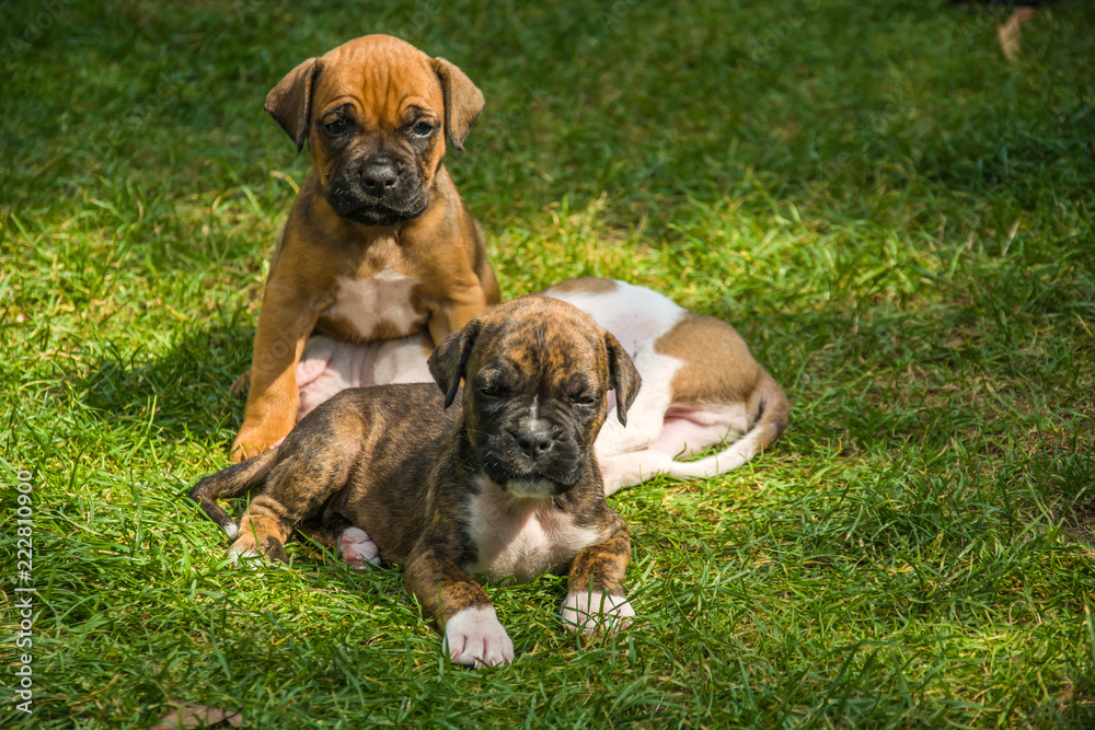 Boxer puppies on the grass