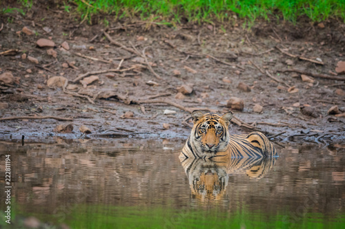 In a monsoon season a male tiger resting in waterhole at Ranthambore National Park