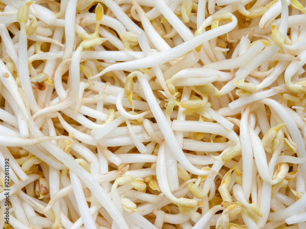 food background texture mung bean sprout food background texture mung bean sprout