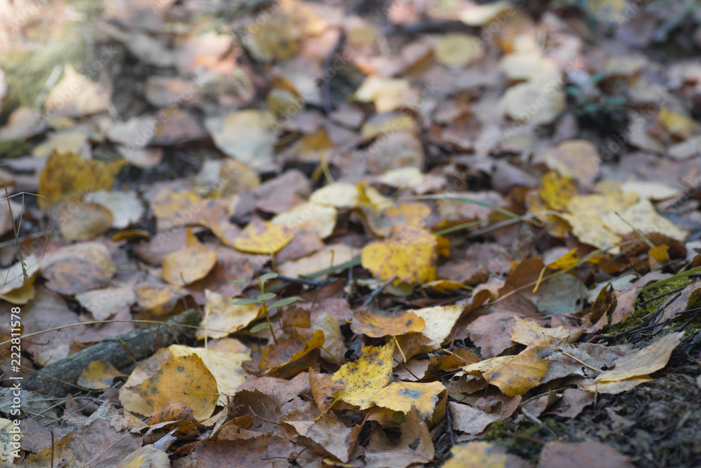 yellow fallen autumn birch leaves macro yellow fallen autumn birch leaves macro