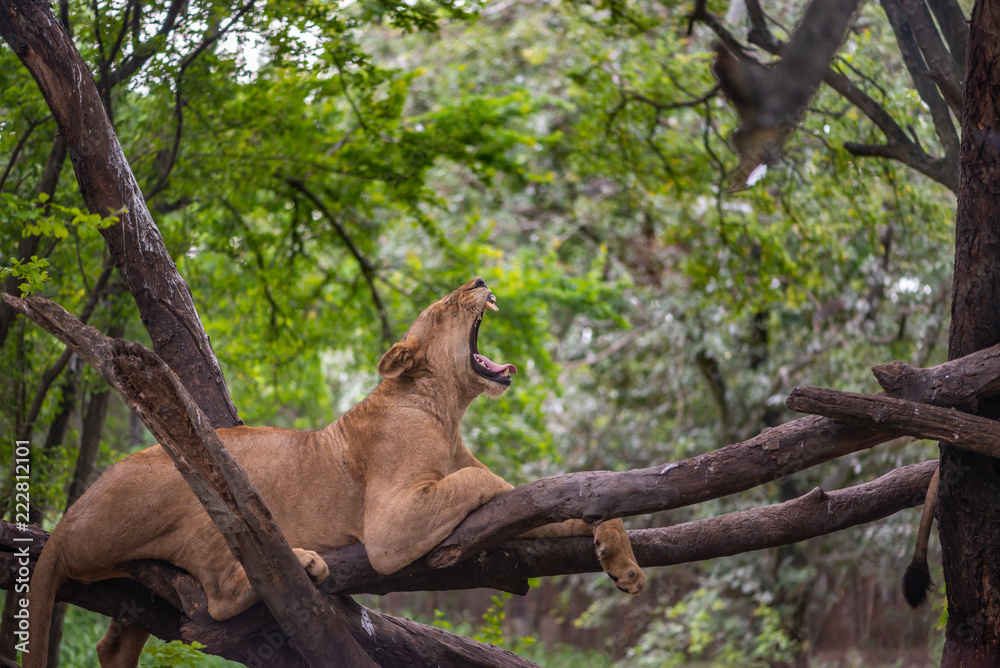 Obraz premium Lion yawning on tree
