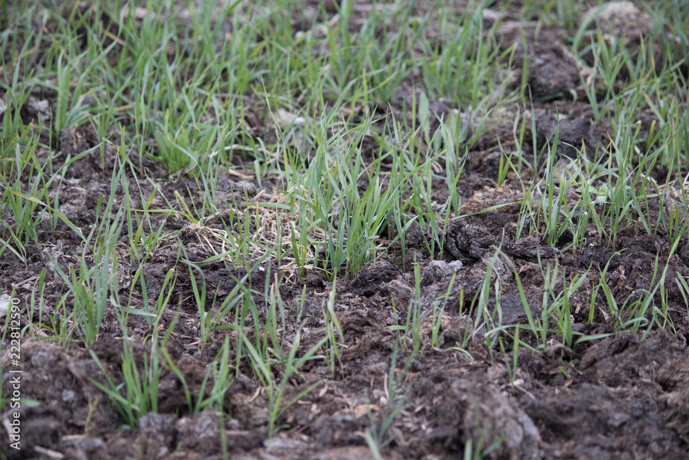 soil with growth soil with growth
