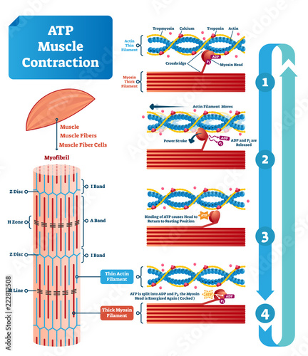 ATP muscle contraction cycle vector illustration labeled educational scheme