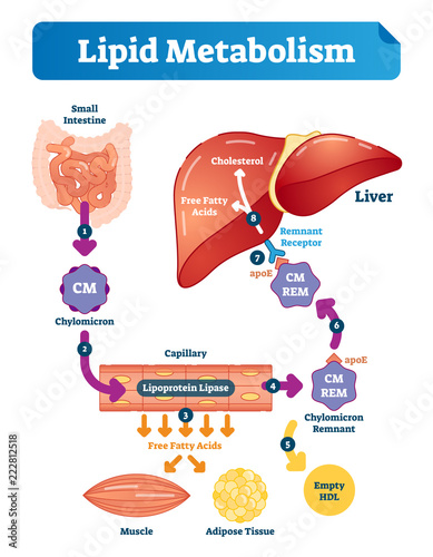 Lipid metabolism vector illustration infographic. Labeled medical scheme. photo