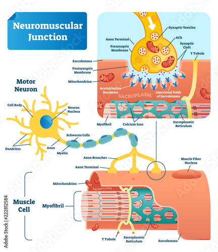 Neuromuscular junction vector illustration scheme. Labeled cell infographic photo