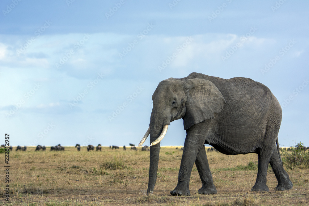 Fototapeta premium African Elephant!