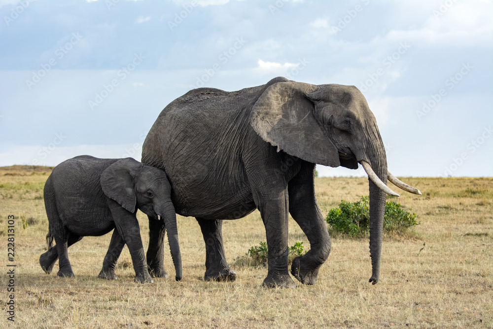 Fototapeta premium African Elephant!