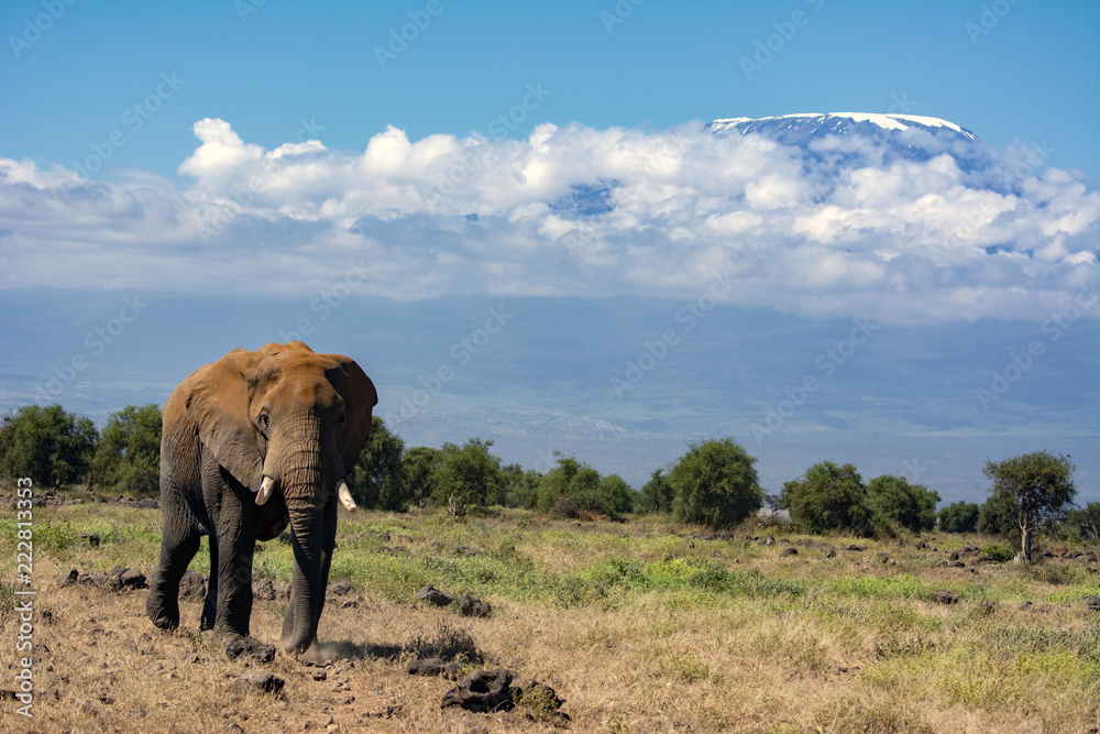 Fototapeta premium African Elephant!