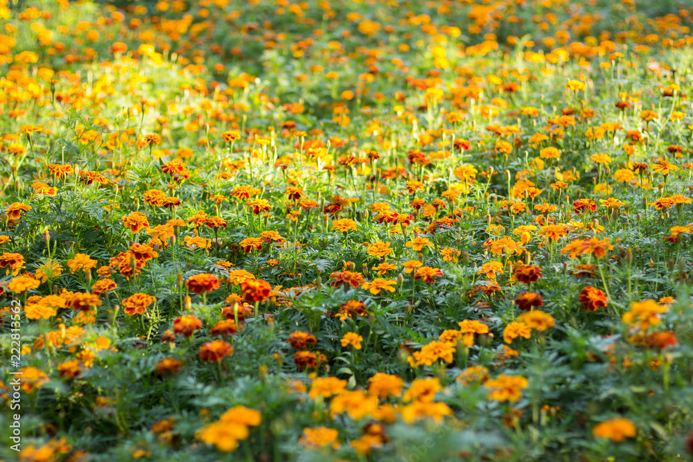 soft focus orange and yellow marigold flower bed background surface