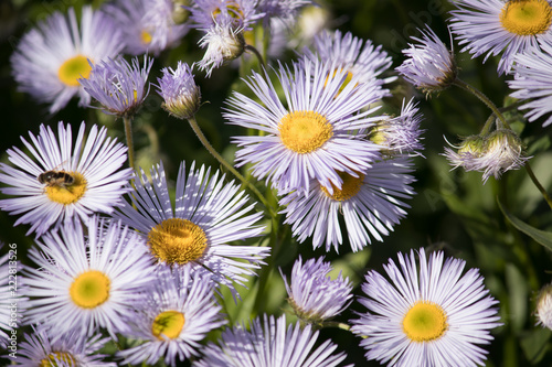 flowers in the garden