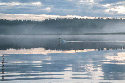 lake in fog and a swimming swan