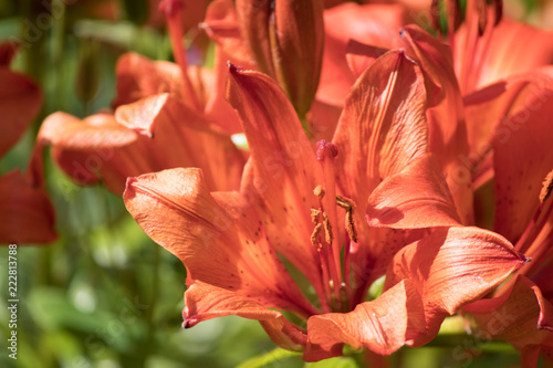 red flower in garden
