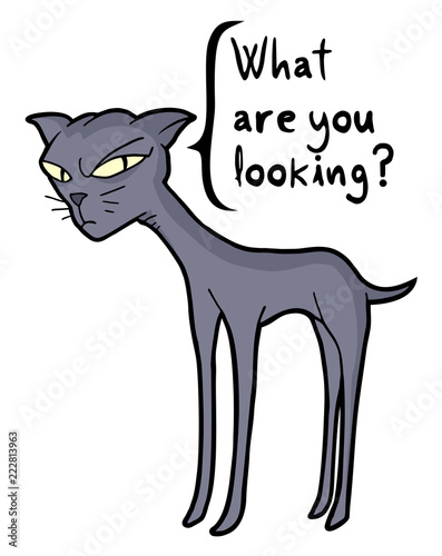 angry cat talking