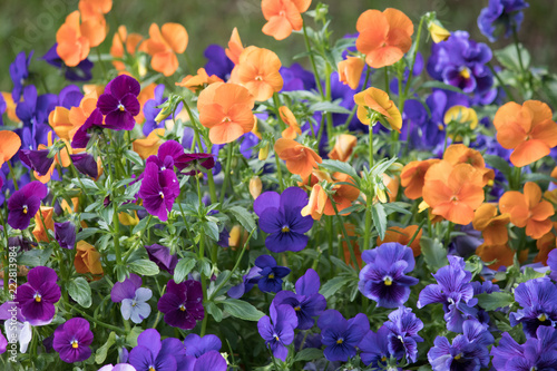 colorful flowers in the garden