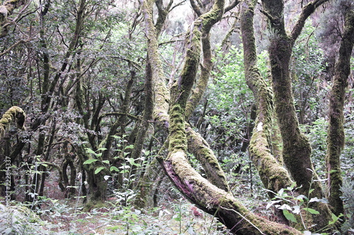 Relict forest of La Gomera