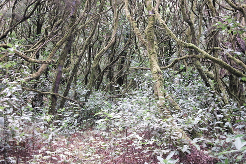 Relict forest of La Gomera