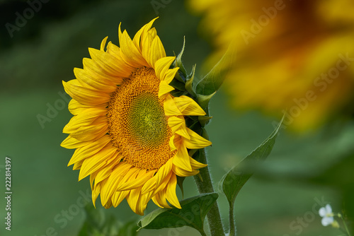Fototapeta Naklejka Na Ścianę i Meble -  Sonnenblume