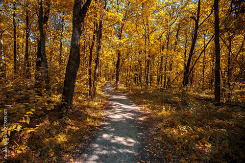autumn road through deciduous forest 