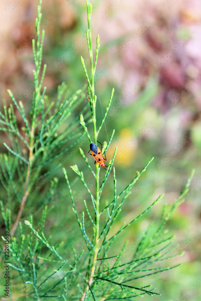 Fototapeta premium Close up of insect bug on green plant