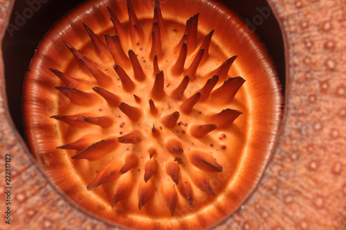 Rafflesia in the Malaysian jungle