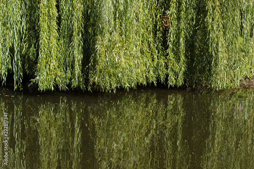 willow tree branches above water and reflection on surface, copy space