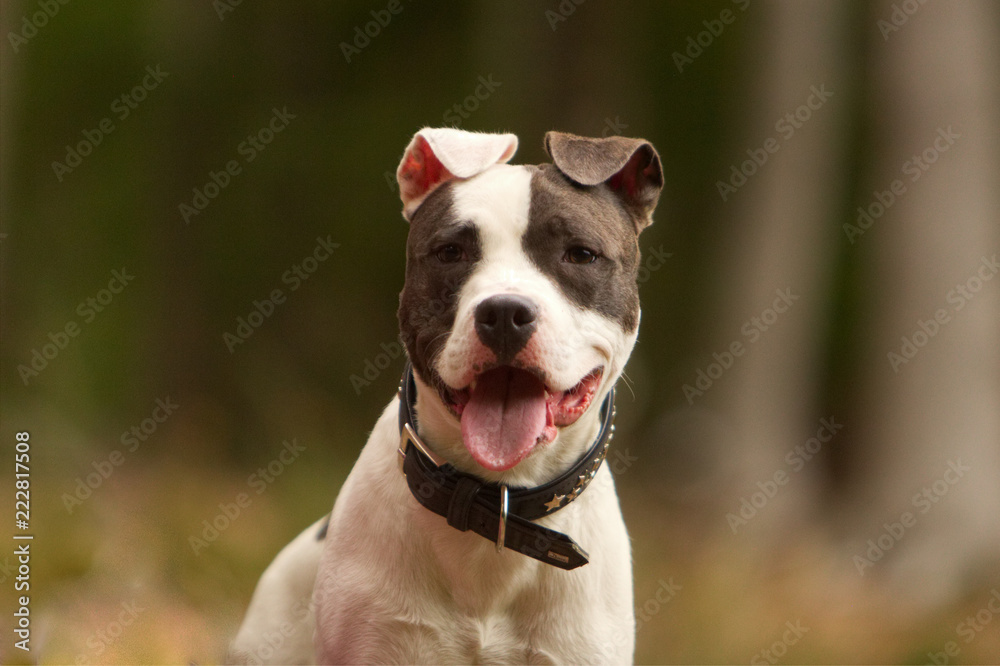 Portrait Hund 