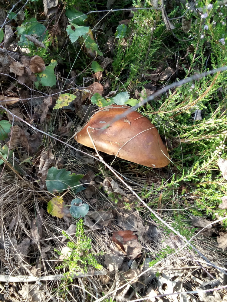 Oiler mushroom Oiler mushroom