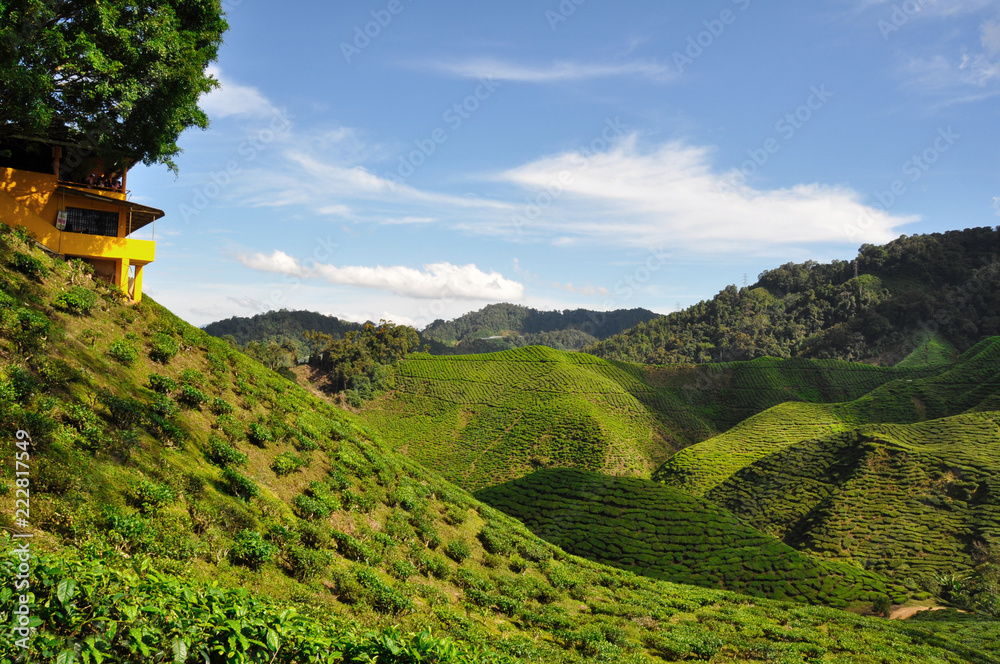 Fototapeta premium Cameron valley tea in Malaysia