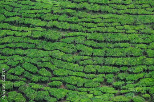 Cameron valley tea in Malaysia