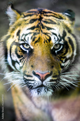 tiger looking directly in camera first plane in vertical image