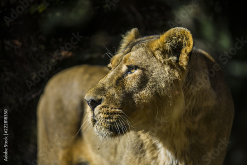 lioness staring on the left with an intense look