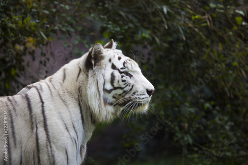 white tiger portrait  looking intensly at the right