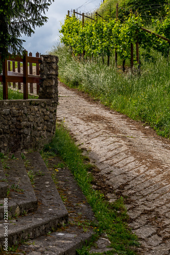 Valdobbiadene region of Prosecco sparkling wine, vineyards planted with steep slopes of hills. Italy