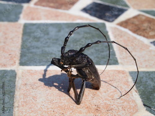 GROS PLAN SUR GRILLON