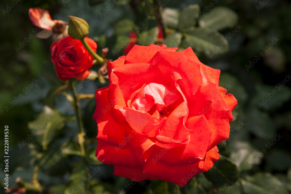 Red rose flowers on the background of green leaves Red rose flowers on the background of green leaves