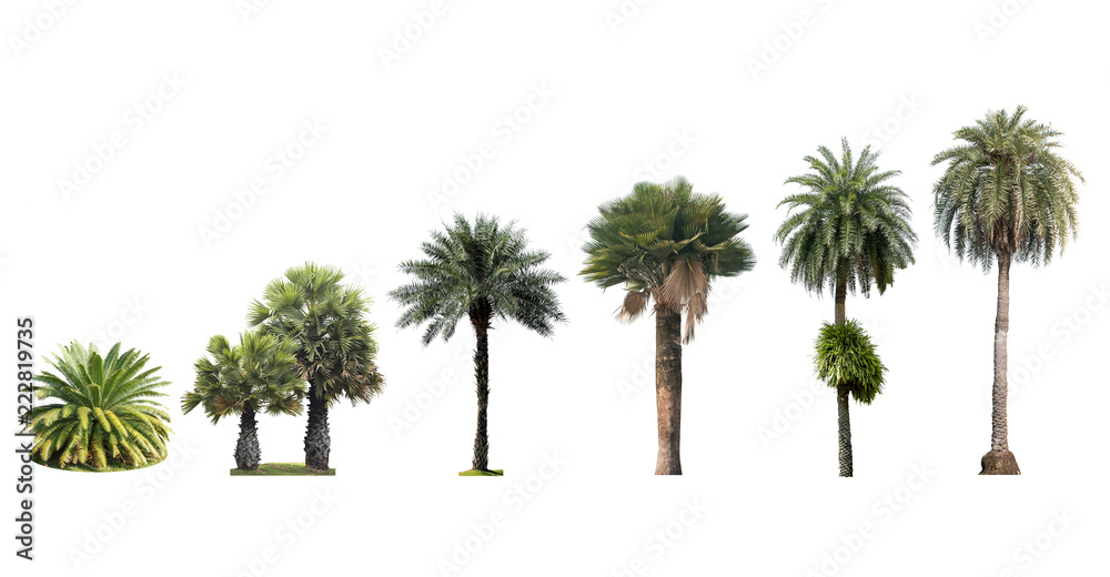 Naklejka premium palm tree isolated on white background collection set