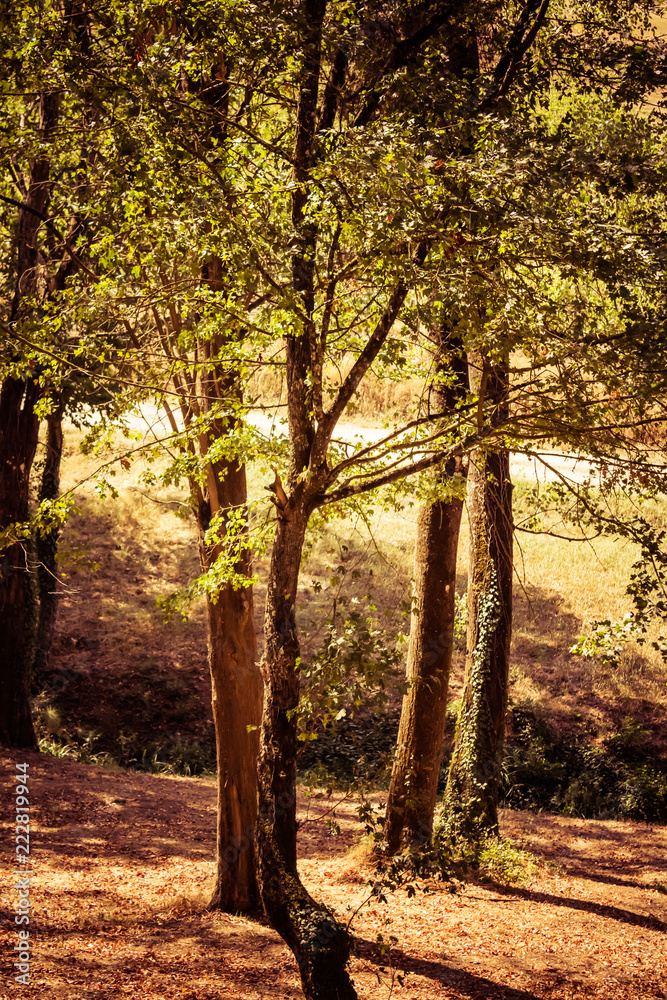 Italian trees Italian trees
