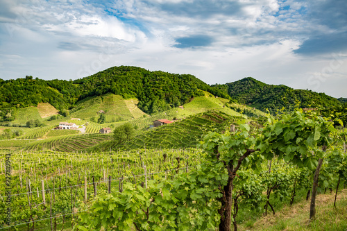 Valdobbiadene region of Prosecco sparkling wine, vineyards planted with steep slopes of hills. Italy